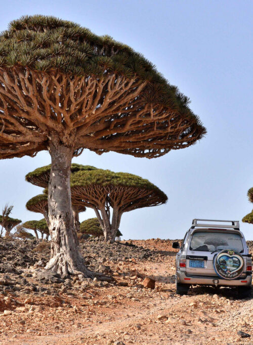 Socotra_Rod_Waddington