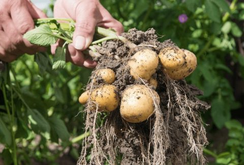 FAITH LIKE POTATOES IN HIS PRESENCE DEVOTIONAL