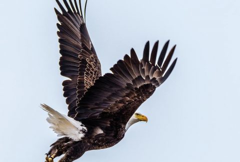 christian eagles in his presence devotional