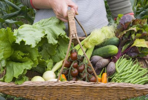in his presence devotional give something to eat